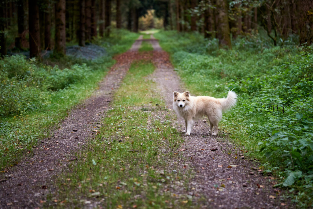 Hund im Wald