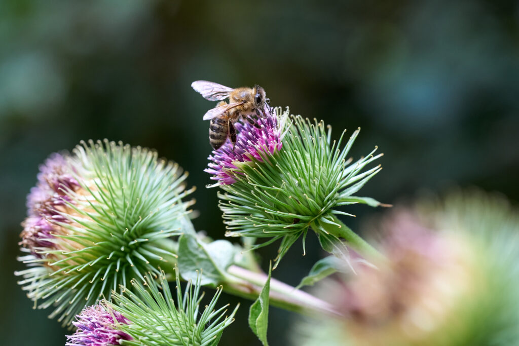 Biene mit 90mm Macro von Sony.